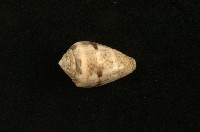 藏品(斑芋螺)的圖片